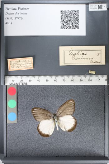 Media type: image;   Entomology 130028